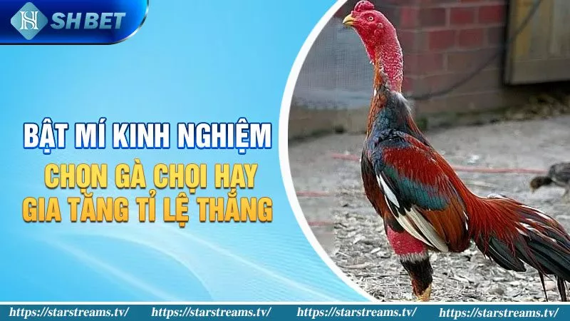 Cổng giao dịch trò chơi thẻ bài Mot88 - Mot88