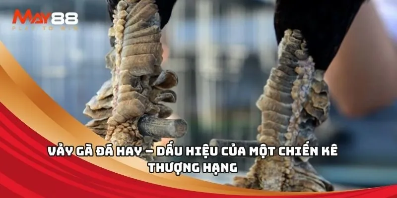 Hiện có những hình thức cá cược nào dành cho các trận đấu đá gà cấp độ 98Win? - 98Win